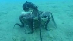 Chytrá chobotnice Amphioctopus marginatus