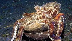 Chytrá chobotnice Amphioctopus marginatus