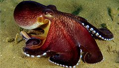 Chytrá chobotnice Amphioctopus marginatus