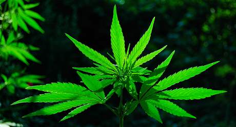 Rostlinka marihuany (ilustraní foto)