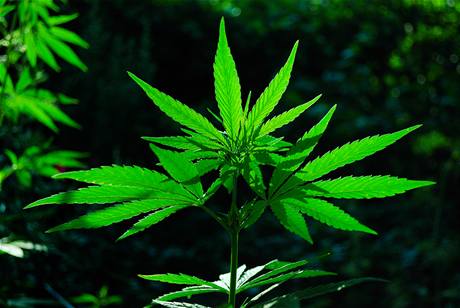 Rostlinka marihuany (ilustrační foto)
