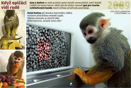 Věda 2009 - Když opičáci vidí rudě