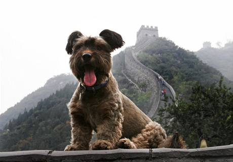 Pes Oskar v Číně.