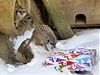 Zvdavé surikati vylákal z úkrytu vánoní dárek.