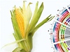 Věda 2009 - Genetický kod kukuřice je přečtený