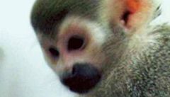 Věda 2009 - Když opičáci vidí rudě