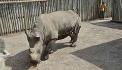 Vzácní nosorožci z Česka v pořádku dorazili do keňské rezervace