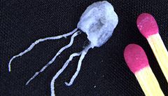 Medúza �ty�hranka Barnesova (Carukia barnesi).