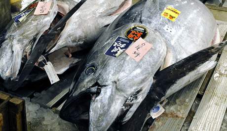 Na rybím trhu v Tokiu byl vydraen tuák za více ne ti miliony korun.