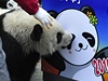 Panda Ping Ping jede do anghaje na EXPO 2010
