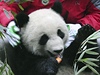 Pandy jedou do anghaje na EXPO 2010