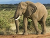 Slon (ilustrační foto)