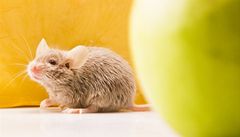 Pod myší gilotinou: useknutá hlava žije jen pár sekund