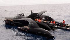 Futuristick superlo ochrnc velryb se po srce s Japonci potopila 