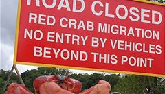 Vnon ostrov obsadily miliony rudch krab