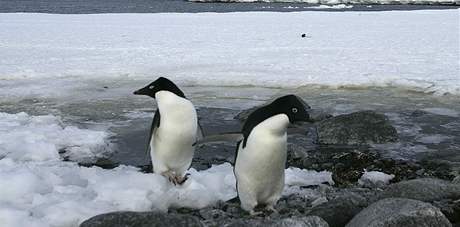 Tuáci na Antarktid. 