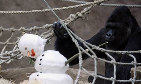 Gorily v Zoo si hrají se sněhulákem