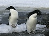 Tuáci na Antarktid. 