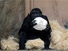 Gorily v Zoo si hrají se snhulákem