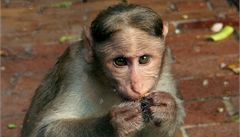 Opice v Malajsii ukradla a zabila novorozeně