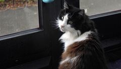 Cestovatelský kocour Casper.