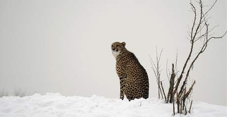 Gepard v praské zoo