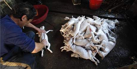 ezník kuchá psa na jatkách v provincii Guangdong. 