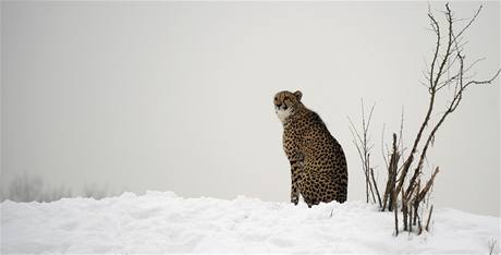 Gepard v pražské zoo