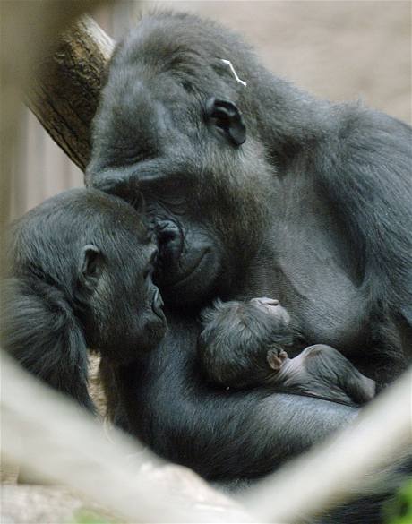 Gorila Kijivu s mláďaty: Tatu se narodil v roce 2007, Moja v roce 2004.