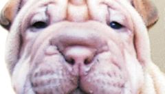 Šlechtitelé změnili sto padesát míst ve psí DNA  