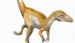 Sinosauropteryx  zrekonstruovaný podle nejnovjích poznatk.