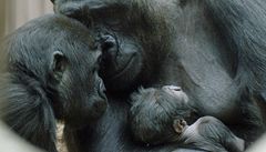 Gorila Kijivu z prask zoo ek tet mld, rodit bude on-line 