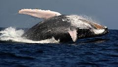 Vdci pluj ukzat Japonsku, e velryby lze studovat bez zabjen 