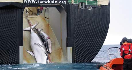 Japontí velrybái pi lovu