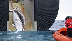 Japonští velrybáři při lovu