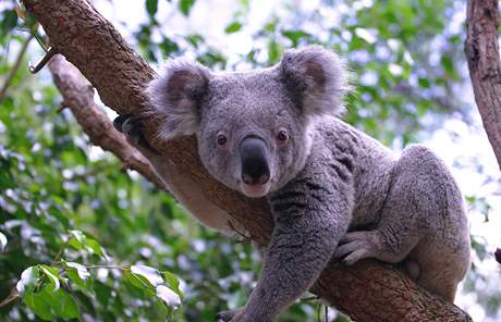 Koala se doívá 15 a 20 let