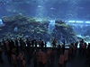 Obí akvárium v nejvtím nákupním stedisku v Dubaji