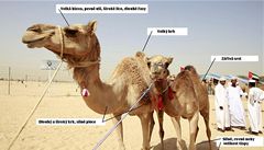 Jak se hodnotí velbloudí krása?