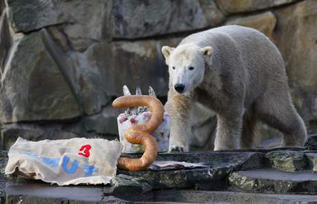 Knut, populární medvd berlínské zoo, oslavil v prosinci tetí narozeniny.