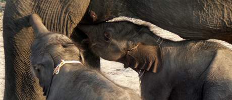 Thajská sloní dvojata