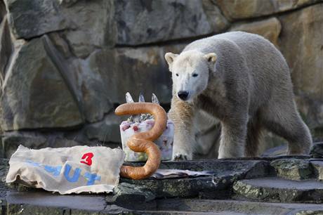 Knut, populární medvěd berlínské zoo, oslavil v prosinci třetí narozeniny.