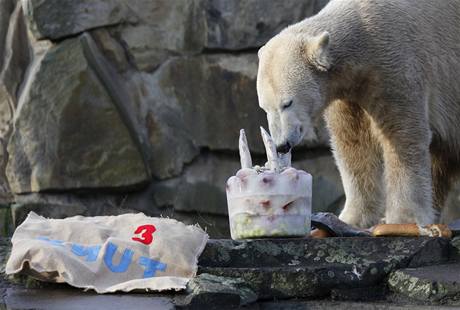 Knut, populární medvěd berlínské zoo, oslavil v prosinci 2010 třetí narozeniny.