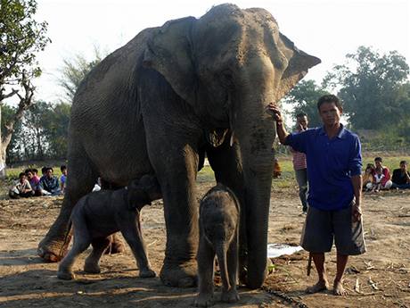 Thajská sloní dvojčata s matkou a svým cvičitelem