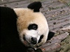 Panda (ilustraní foto)