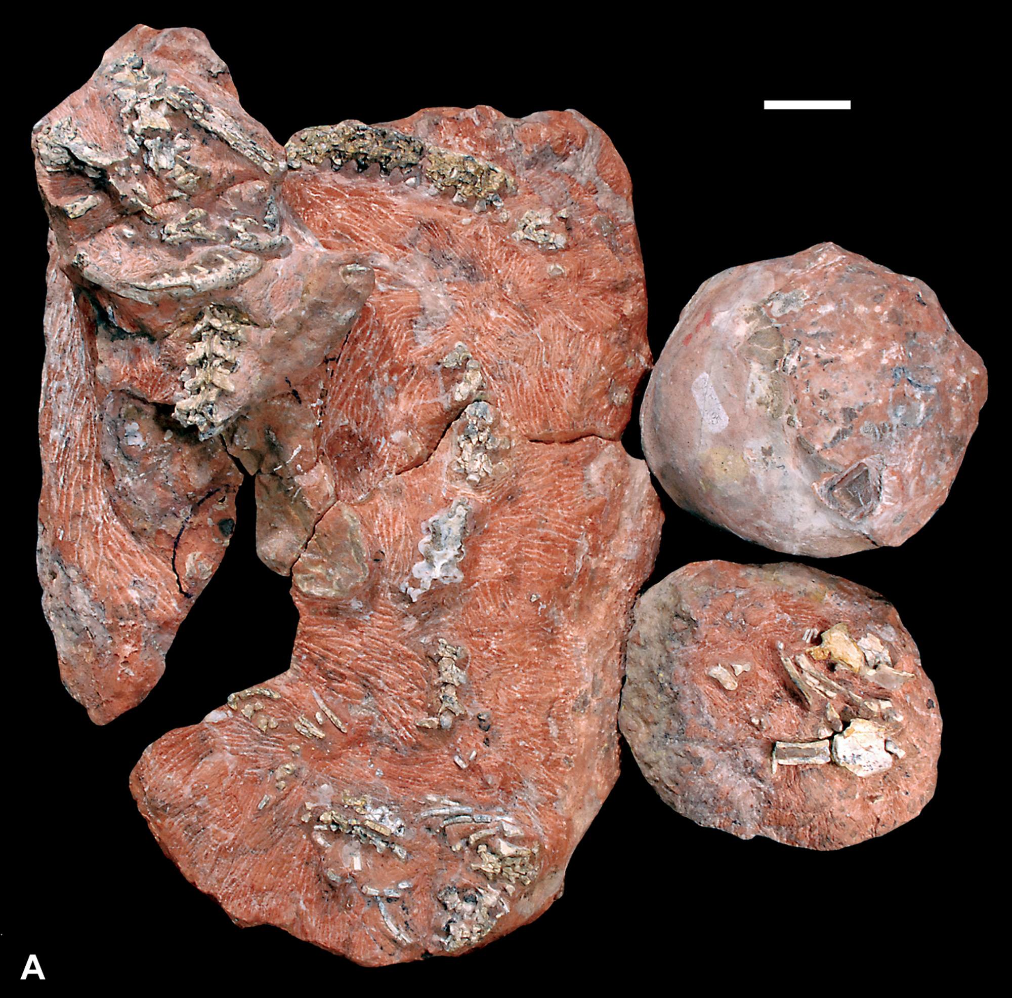 Zkamen�lý had po�írající mlá�ata dinosaur�
