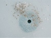 V zamrzlé loui - kryokonitu se mohou ukrývat asy a sinice