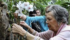 Vysazení �ty� vzácných orchidejí v botanické zahrad� se zú�astnila i here�ka Ji�ina Jirásková. 