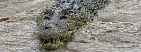 Krokodýl moský (ilustraní foto)