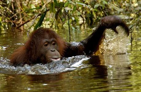 Vzácná situace, orangutan zkouší plavat