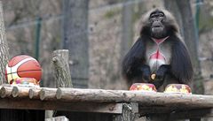 Opičí útěkář Heiko se vrátil do výběhu, zoo mu pořídí harém samic